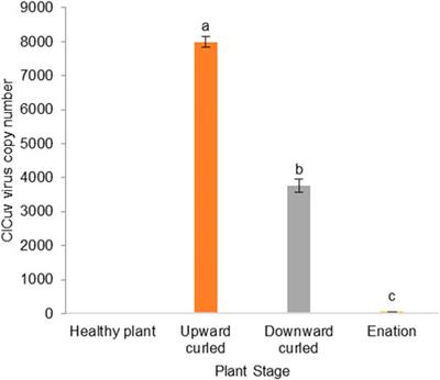 Dynamic changes in virus-induced volatiles in cotton modulate the orientation and oviposition behavior of the whitefly Bemisia tabaci